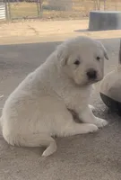 Cross, a male Anatolian Shepherd Dog and Great Pyrenees for sale in Wyandotte, OK – Photo 3 of 9