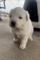 Cross, a male Anatolian Shepherd Dog and Great Pyrenees for sale in Wyandotte, OK – Photo 6 of 9