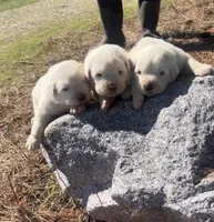 Roman, a male Anatolian Shepherd Dog and Great Pyrenees for sale in Wyandotte, OK – Photo 10 of 10