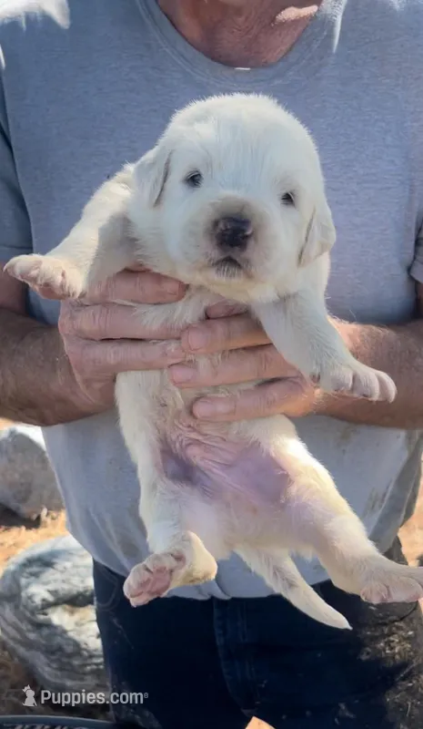 Roman – Anatolian Shepherd Dog, Great Pyrenees puppy for sale in Wyandotte, OK