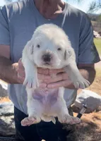 Roman, a male Anatolian Shepherd Dog and Great Pyrenees for sale in Wyandotte, OK – Photo 2 of 10