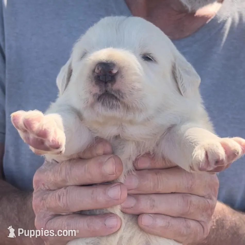 Roman, a male Anatolian Shepherd Dog and Great Pyrenees for sale in Wyandotte, OK – Photo 7 of 10