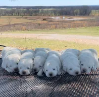 Roman, a male Anatolian Shepherd Dog and Great Pyrenees for sale in Wyandotte, OK – Photo 9 of 10