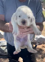 Roman, a male Anatolian Shepherd Dog and Great Pyrenees for sale in Wyandotte, OK – Photo 5 of 10