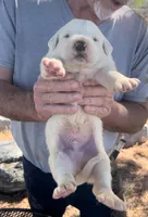 Roman, a male Anatolian Shepherd Dog and Great Pyrenees for sale in Wyandotte, OK – Photo 8 of 10