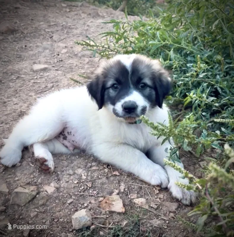 Boone – Anatolian Shepherd Dog, Great Pyrenees puppy for sale in Wyandotte, OK