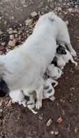 Orlando, a male Anatolian Shepherd Dog and Great Pyrenees for sale in Wyandotte, OK – 6 of 10