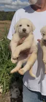 Dallas, a male Anatolian Shepherd Dog and Great Pyrenees for sale in Wyandotte, OK – 6 of 10