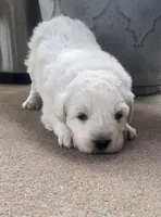 Esther, a male Anatolian Shepherd Dog and Great Pyrenees for sale in Wyandotte, OK – Photo 2 of 9