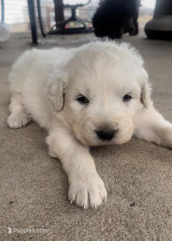 Esther, a male Anatolian Shepherd Dog and Great Pyrenees for sale in Wyandotte, OK – Photo 1 of 9