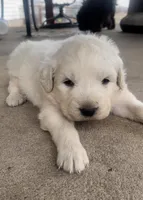 Esther, a male Anatolian Shepherd Dog and Great Pyrenees for sale in Wyandotte, OK – Photo 1 of 9