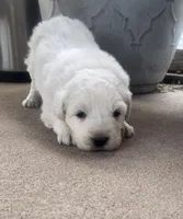 Esther, a male Anatolian Shepherd Dog and Great Pyrenees for sale in Wyandotte, OK – Photo 4 of 9