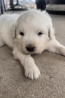 Esther, a male Anatolian Shepherd Dog and Great Pyrenees for sale in Wyandotte, OK – Photo 6 of 9