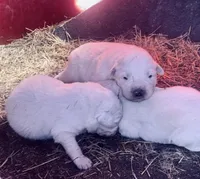 Esther, a male Anatolian Shepherd Dog and Great Pyrenees for sale in Wyandotte, OK – Photo 7 of 9