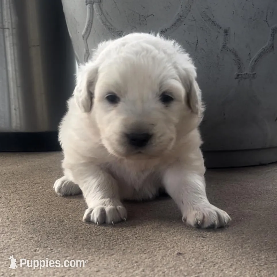 Esther, a male Anatolian Shepherd Dog and Great Pyrenees for sale in Wyandotte, OK – Photo 3 of 9