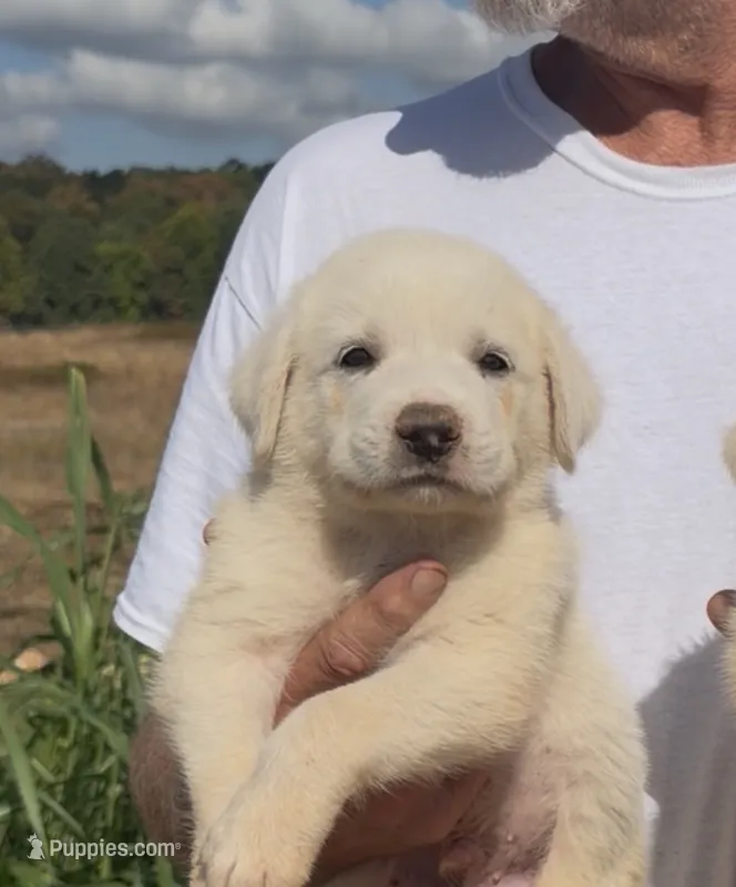 Dallas – Anatolian Shepherd Dog, Great Pyrenees puppy for sale in Wyandotte, OK