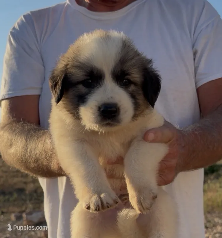 Orlando – Anatolian Shepherd Dog, Great Pyrenees puppy for sale in Wyandotte, OK