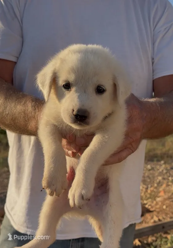 Durango – Anatolian Shepherd Dog, Great Pyrenees puppy for sale in Wyandotte, OK