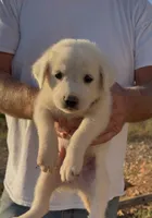 Durango, a male Anatolian Shepherd Dog and Great Pyrenees for sale in Wyandotte, OK – 1 of 10