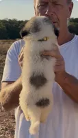 Montgomery , a male Anatolian Shepherd Dog and Great Pyrenees for sale in Wyandotte, OK – 2 of 10