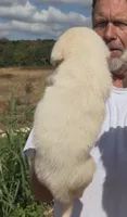 Dallas, a male Anatolian Shepherd Dog and Great Pyrenees for sale in Wyandotte, OK – 2 of 10