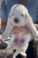 Creed, a male Anatolian Shepherd Dog and Great Pyrenees for sale in Wyandotte, OK – Photo 7 of 7