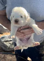 Creed, a male Anatolian Shepherd Dog and Great Pyrenees for sale in Wyandotte, OK – Photo 1 of 7
