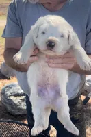 Creed, a male Anatolian Shepherd Dog and Great Pyrenees for sale in Wyandotte, OK – Photo 4 of 7