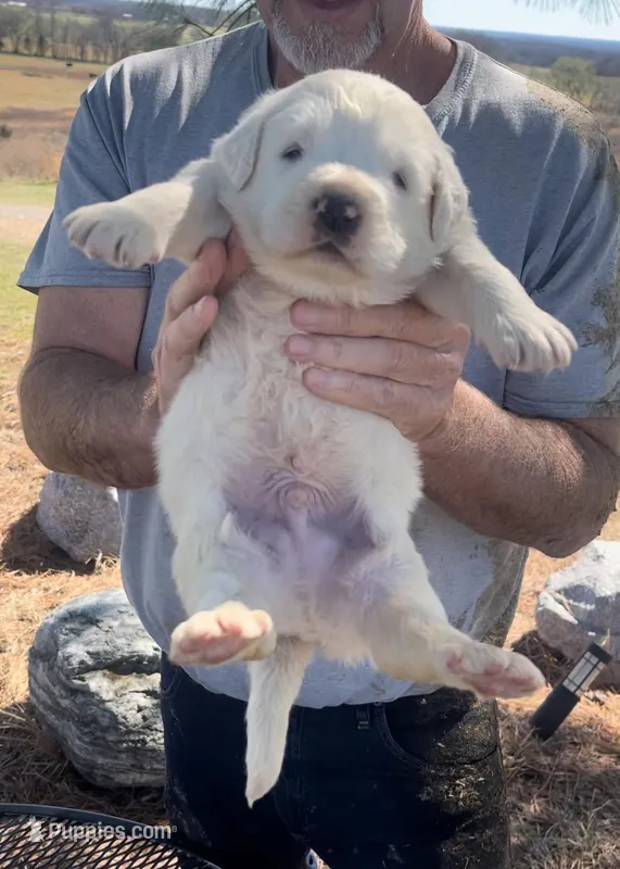 Creed – Anatolian Shepherd Dog, Great Pyrenees puppy for sale in Wyandotte, OK