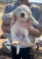 Creed, a male Anatolian Shepherd Dog and Great Pyrenees for sale in Wyandotte, OK – Photo 6 of 7