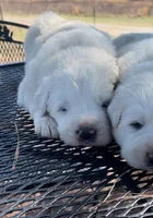 Creed, a male Anatolian Shepherd Dog and Great Pyrenees for sale in Wyandotte, OK – Photo 3 of 7