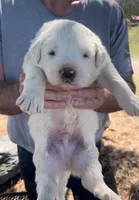 Creed, a male Anatolian Shepherd Dog and Great Pyrenees for sale in Wyandotte, OK – Photo 5 of 7