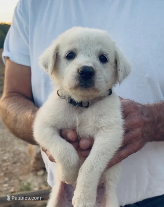 Denver – Anatolian Shepherd Dog, Great Pyrenees puppy for sale in Wyandotte, OK