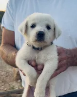 Denver, a male Anatolian Shepherd Dog and Great Pyrenees for sale in Wyandotte, OK – 1 of 10