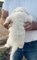 Durango, a male Anatolian Shepherd Dog and Great Pyrenees for sale in Wyandotte, OK – 2 of 10