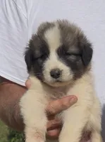 Reno, a male Anatolian Shepherd Dog and Great Pyrenees for sale in Wyandotte, OK – 1 of 10