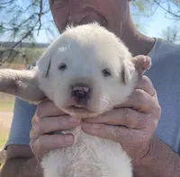 Gideon, a male Anatolian Shepherd Dog and Great Pyrenees for sale in Wyandotte, OK – Photo 1 of 8
