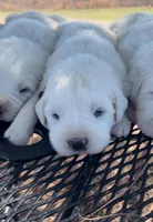 Gideon, a male Anatolian Shepherd Dog and Great Pyrenees for sale in Wyandotte, OK – Photo 6 of 8