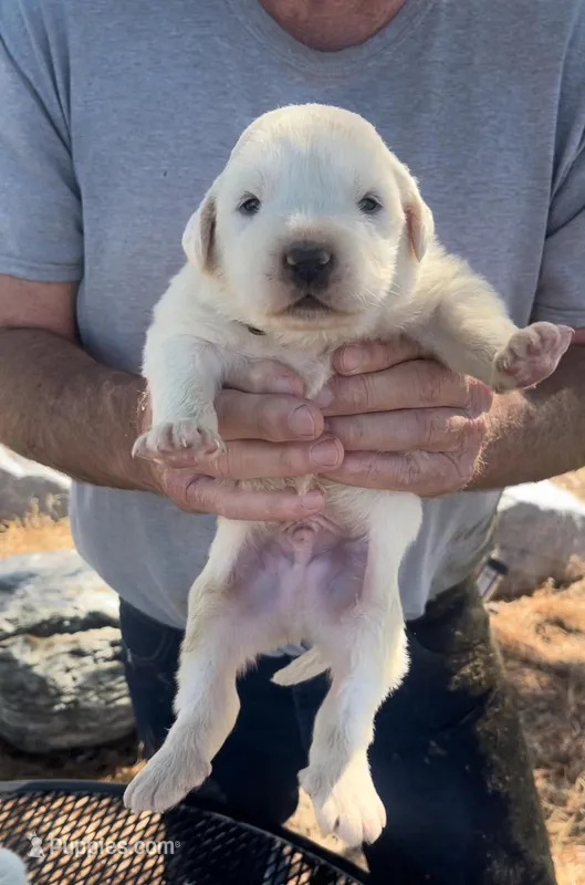 Judas – Anatolian Shepherd Dog, Great Pyrenees puppy for sale in Wyandotte, OK