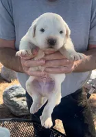 Judas, a male Anatolian Shepherd Dog and Great Pyrenees for sale in Wyandotte, OK – Photo 5 of 9