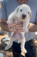Judas, a male Anatolian Shepherd Dog and Great Pyrenees for sale in Wyandotte, OK – Photo 7 of 9