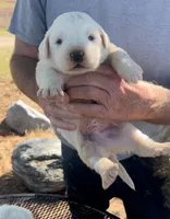 Judas, a male Anatolian Shepherd Dog and Great Pyrenees for sale in Wyandotte, OK – Photo 1 of 9
