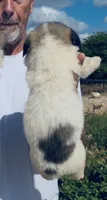 Birmingham , a male Anatolian Shepherd Dog and Great Pyrenees for sale in Wyandotte, OK – 2 of 10