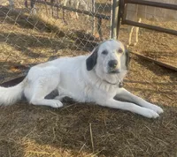 Boone, a male Anatolian Shepherd Dog and Great Pyrenees for sale in Wyandotte, OK – 9 of 9