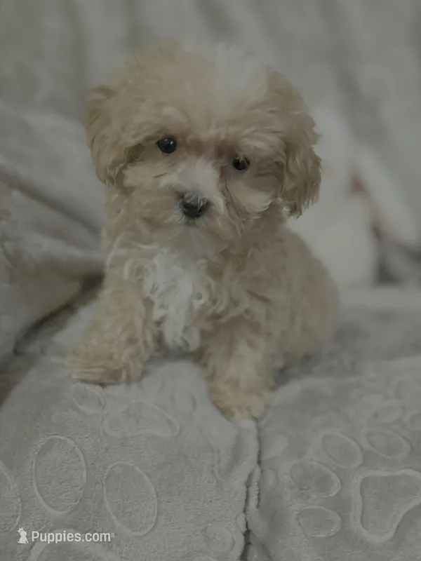 Mattie – Maltipoo puppy for sale in Southaven, MS