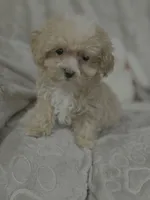 Mattie, a female Maltipoo for sale in Southaven, MS – 1 of 9