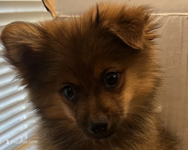 Tadpole – Pomeranian puppy for sale in Southaven, MS