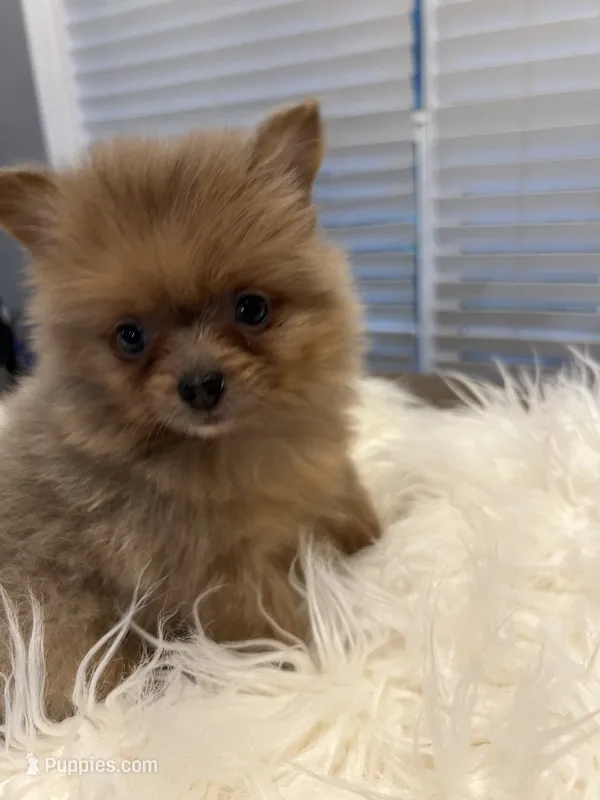 Minnie – Pomeranian puppy for sale in Southaven, MS