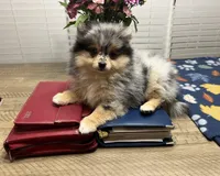 Pebbles, a female Pomeranian for sale in Southaven, MS – Photo 7 of 8