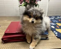 Pebbles, a female Pomeranian for sale in Southaven, MS – Photo 6 of 8